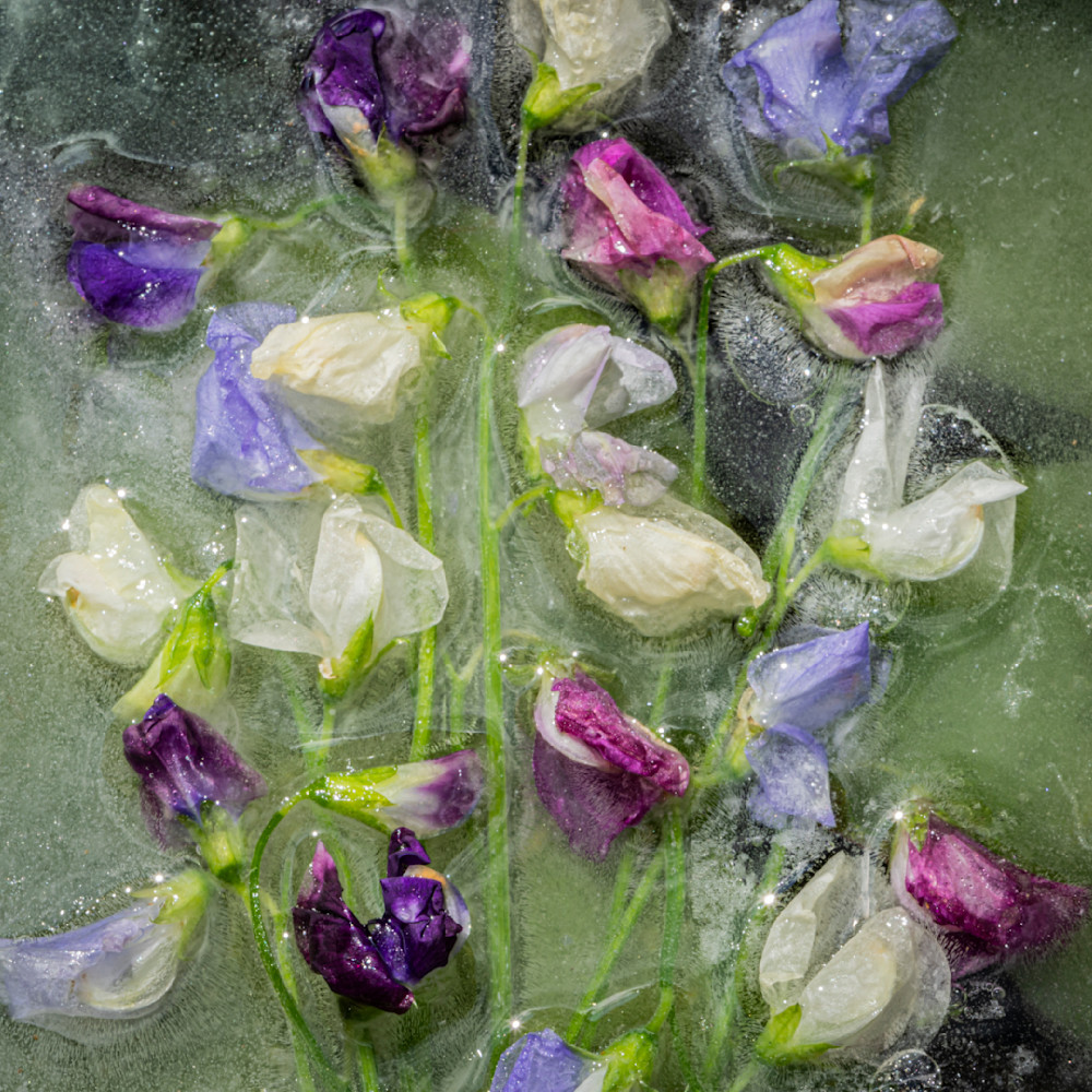 Sweet Peas In Ice Photography Art | Paula Tremba Photographs LLC