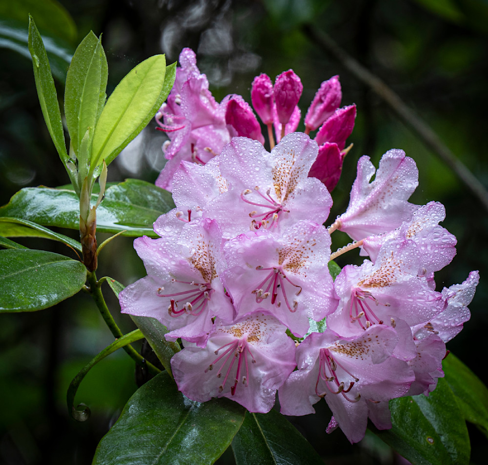 Rhododendrons In The Forest Art | Jeri Abel Photo Art