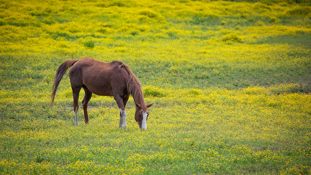 Beautiful horse in a meadow of yellow flowers.