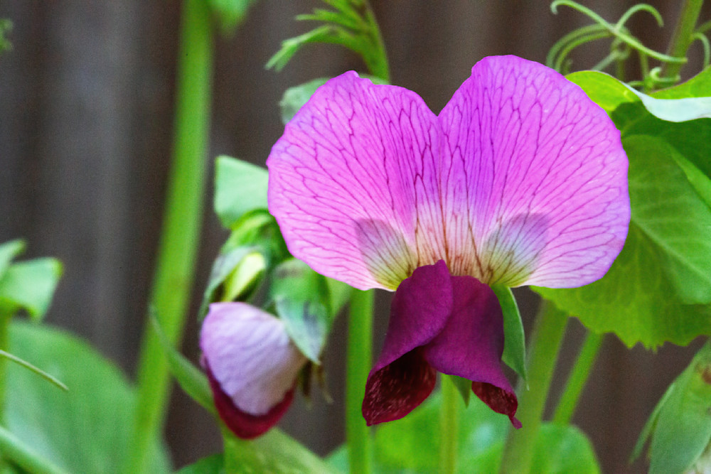 Pea Flower Photography Art | 30acreimaging