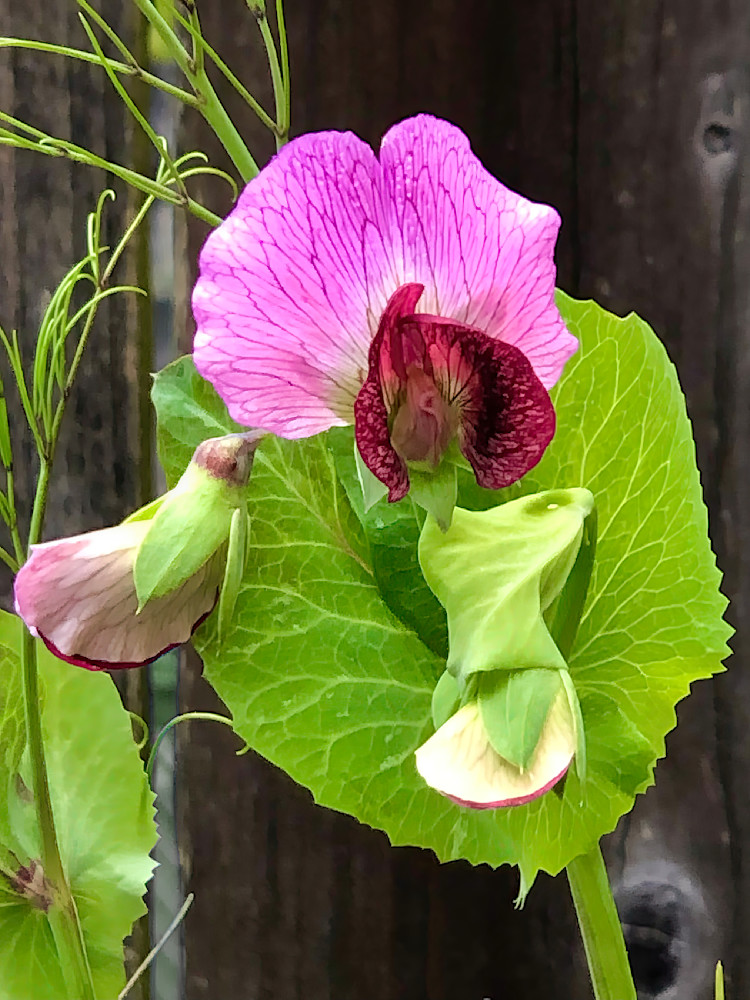 Pea Flower Hi Photography Art | 30acreimaging