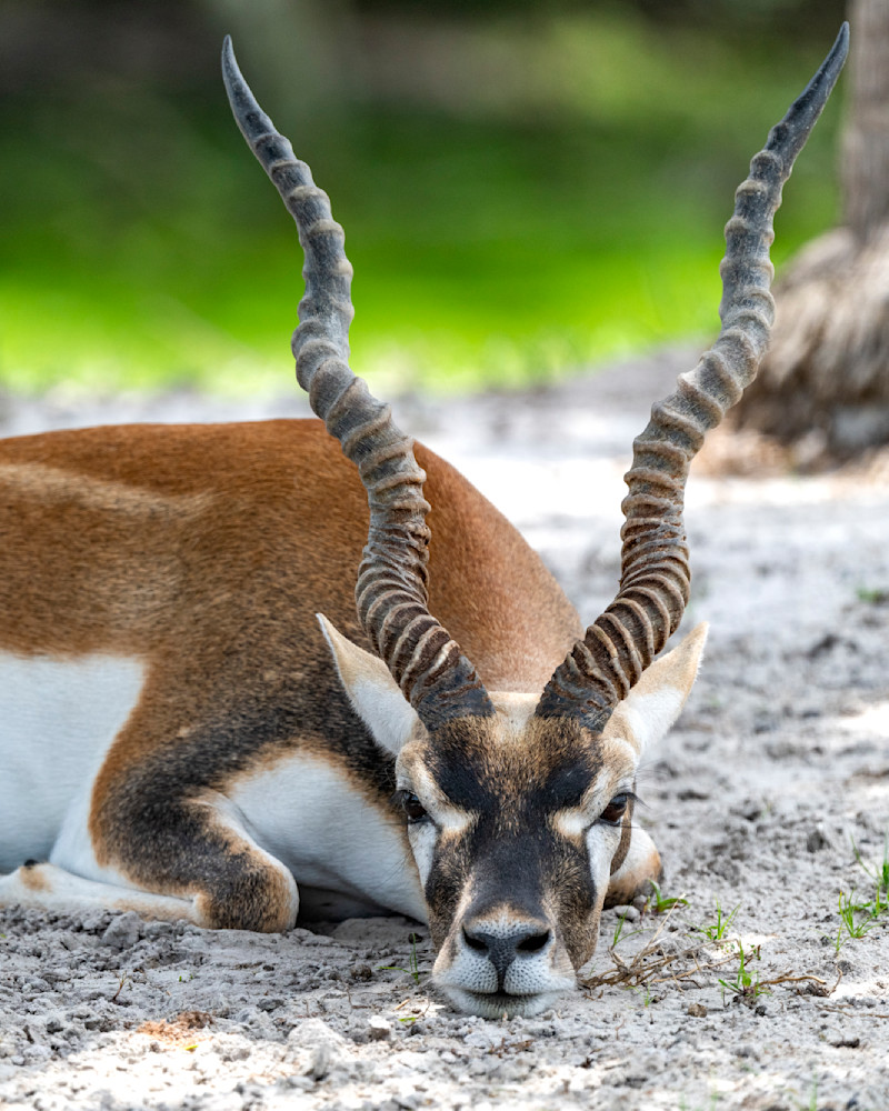 gazelle laying prone in the shade of a tree