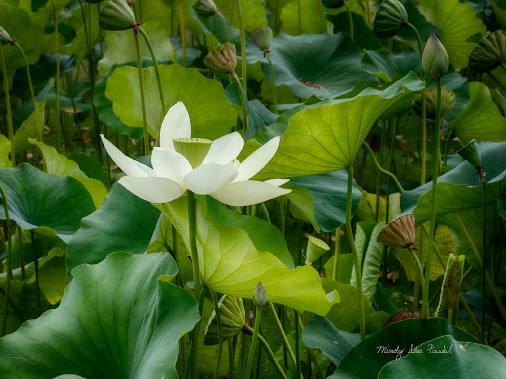 Summer Colors Photography Art | Mindy Fine Art Photography