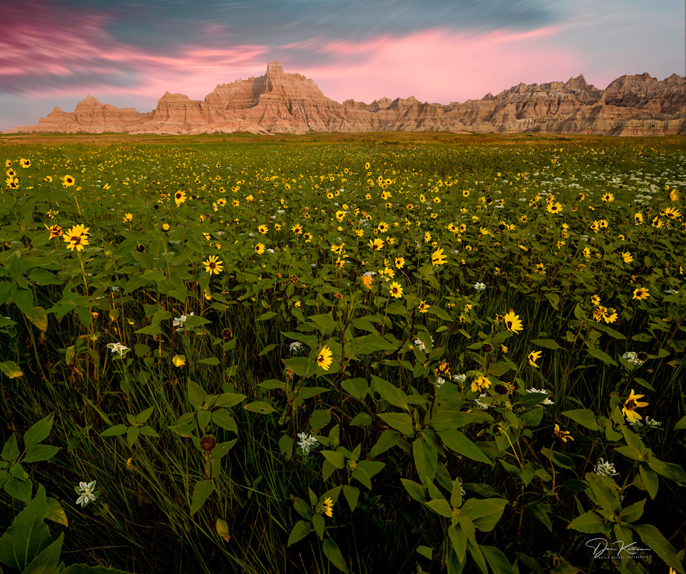 Badlands In Bloom Photography Art | Kates Nature Photography, Inc.