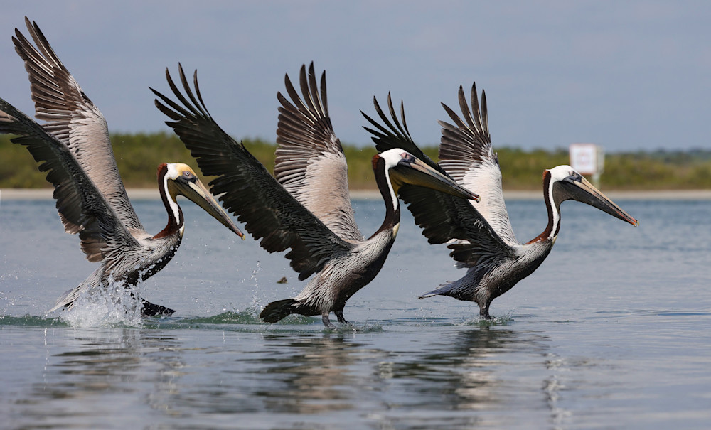 Pelican Dancers Photography Art | Shelley Lynch Photography