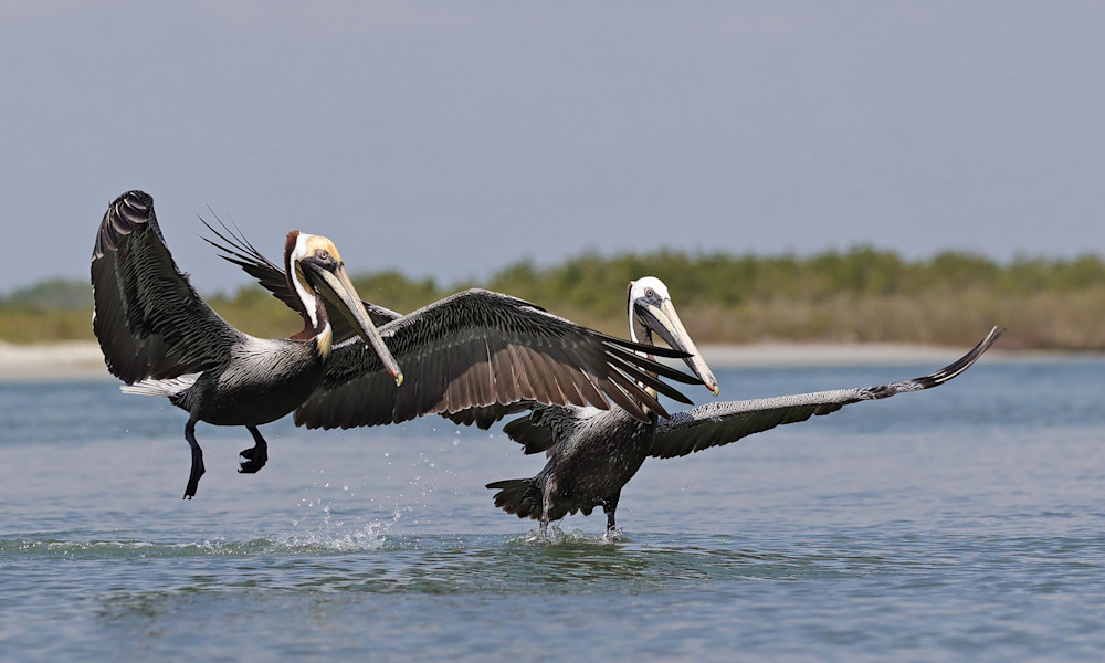 Buddy System Photography Art | Shelley Lynch Photography