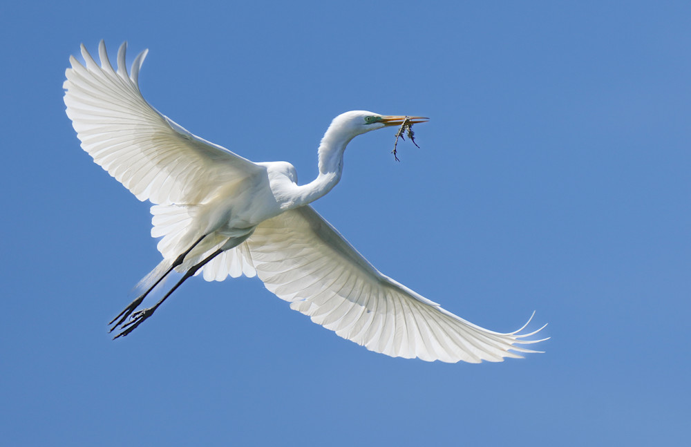 White Egret With Nesting Stick 2566 Photography Art | Billman Pix