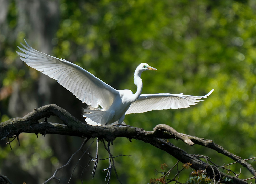 Landing White Egret 1393 Photography Art | Billman Pix