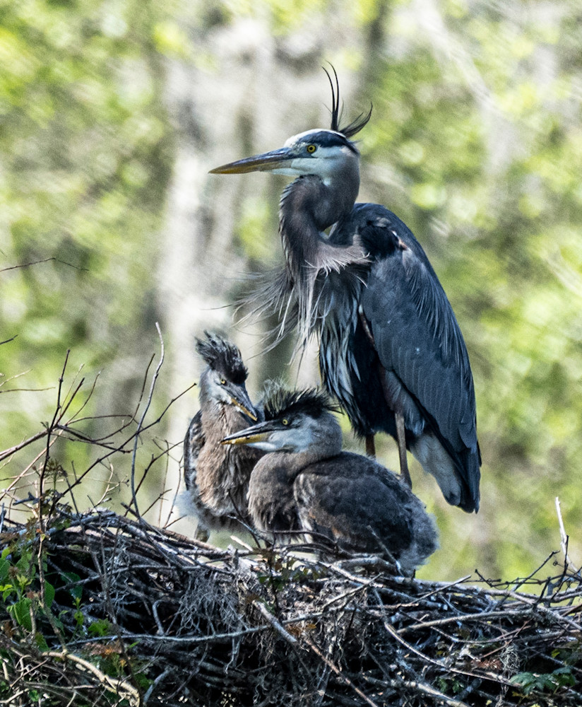 Heron And Two Babies On Nest Photography Art | Billman Pix