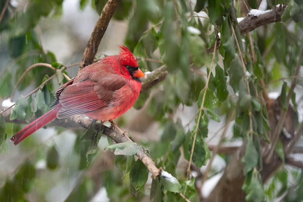 Bright red cardinal on green branch in falling snow