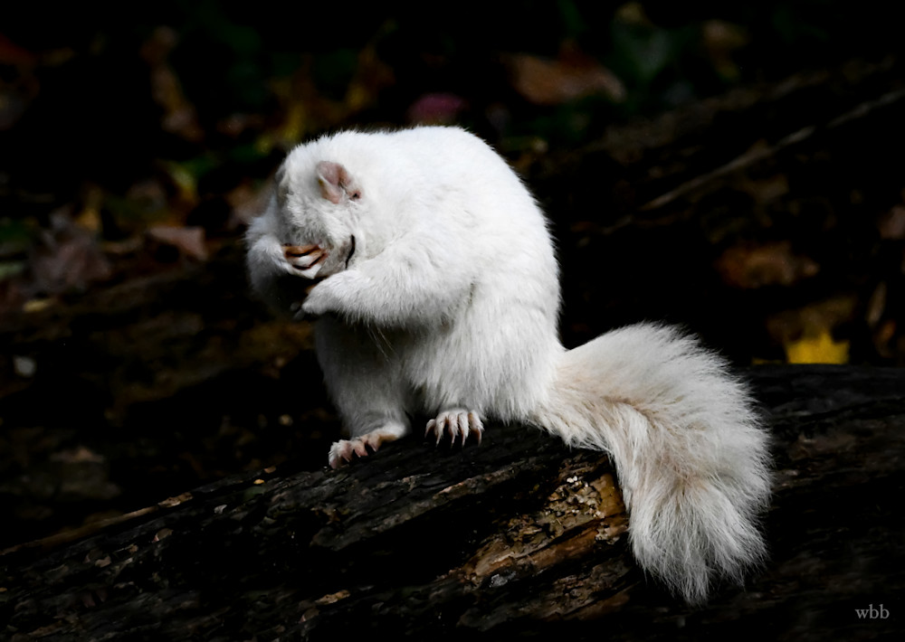 Bumble Photography Art | William Ben Brooks