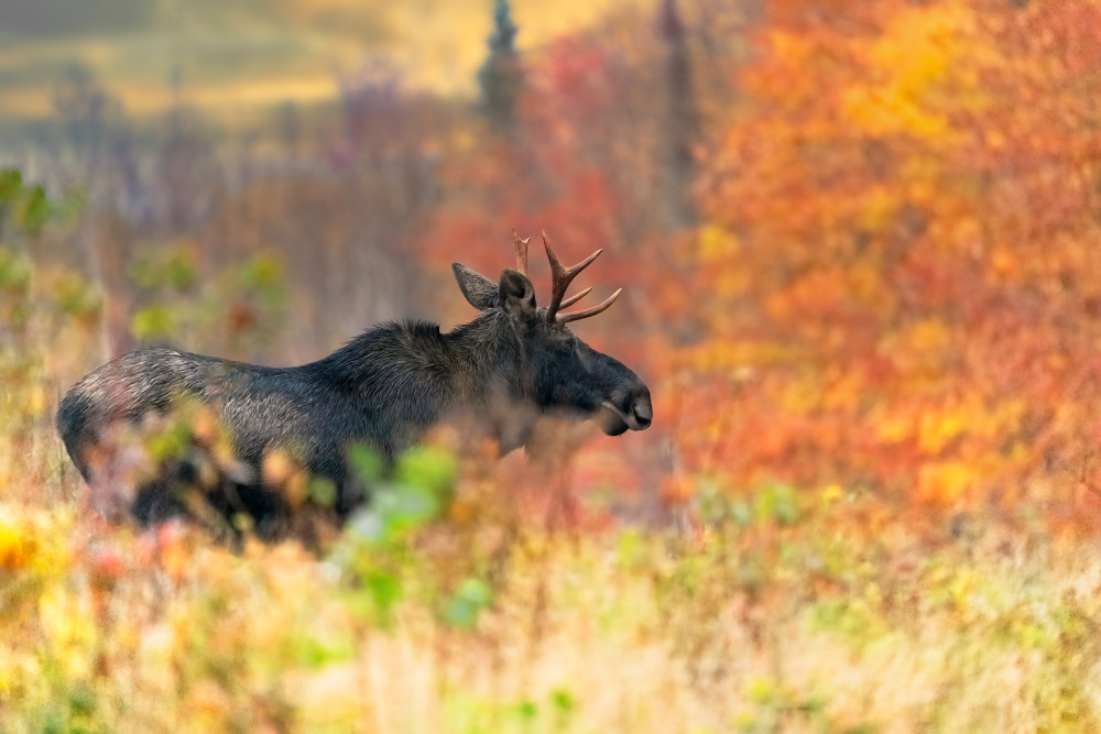 A Bull in Fall Color