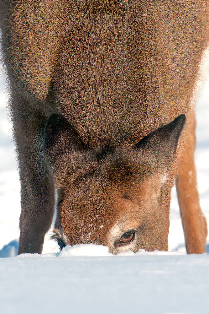 Peekaboo Deer in Winter