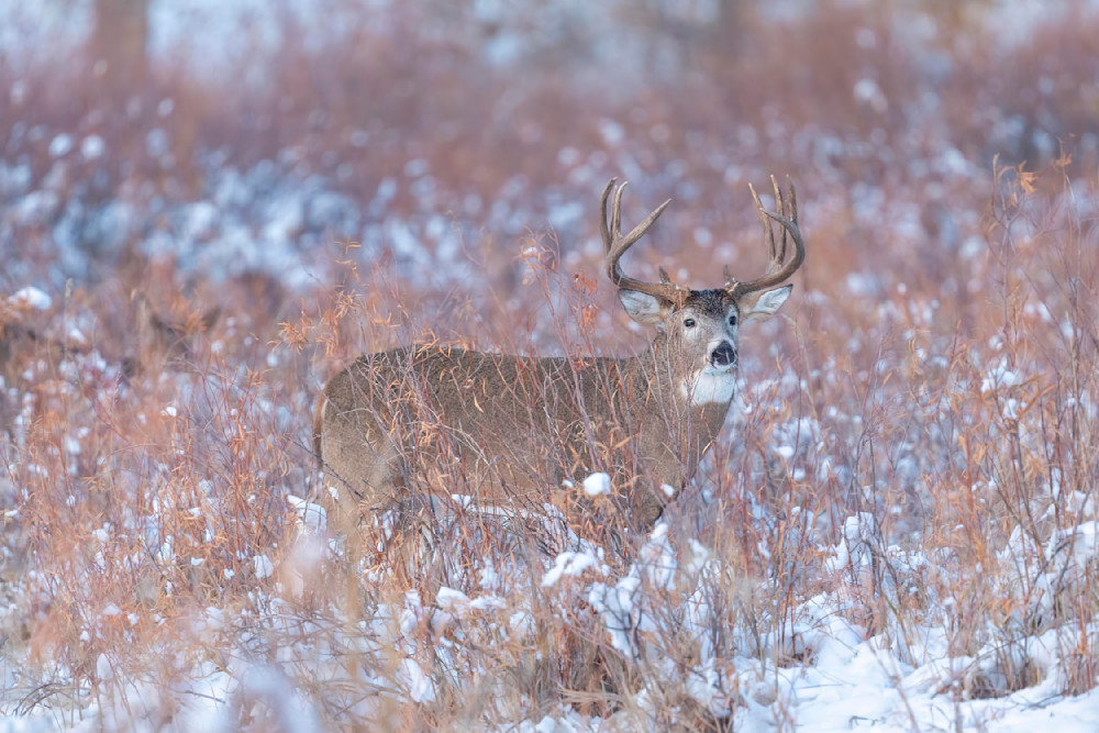"November's Whitetail Wonder" Photography Art | D. Robert Franz Photography