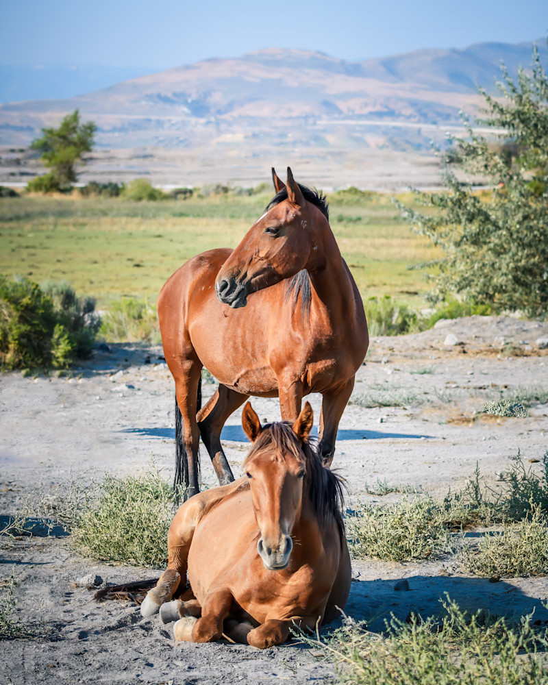 The Guardian Photography Art | Terrie Gray Photography
