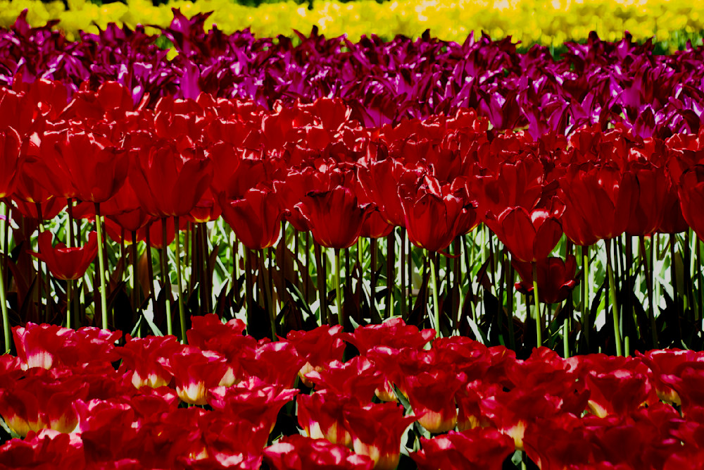 Tulip Blast Art | Leslie Joy Ickowitz