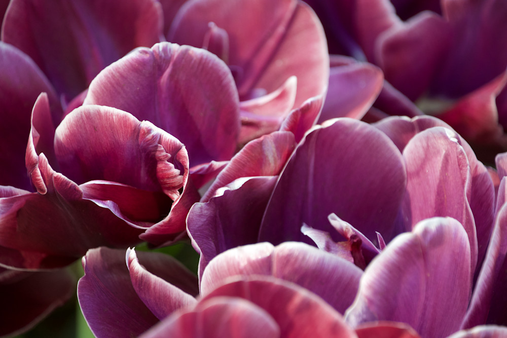 Tip Toe Tulips Art | Leslie Joy Ickowitz