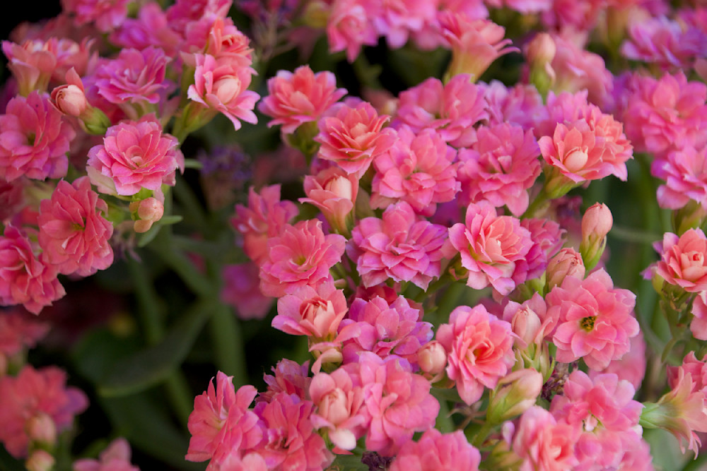 Jerusalem Blossoms Art | Leslie Joy Ickowitz