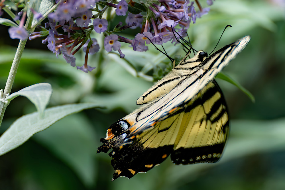 Appalachian Swallowtail Photography Art | Playful Gallery by Rob Harrison