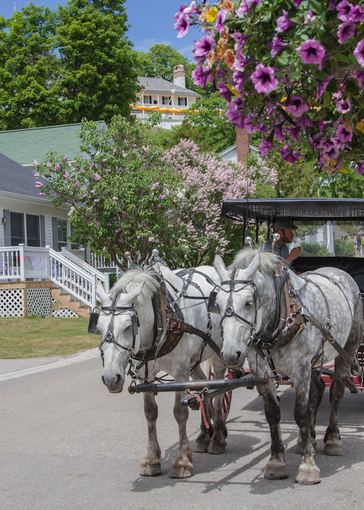 Mackinac Island Horse And Carriage Photography Art | Julie Chapa Photography