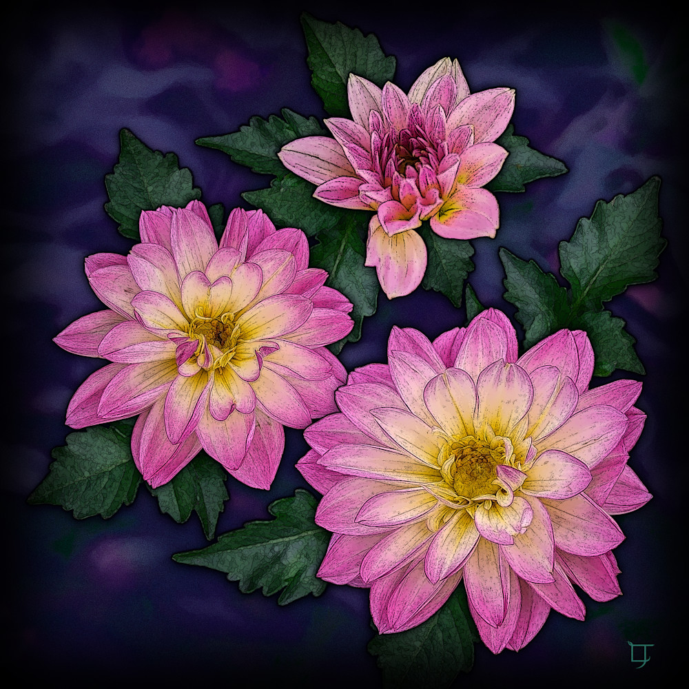 Dahlias (From Flower Trio) Art | Lynn Tranter Artist LLC
