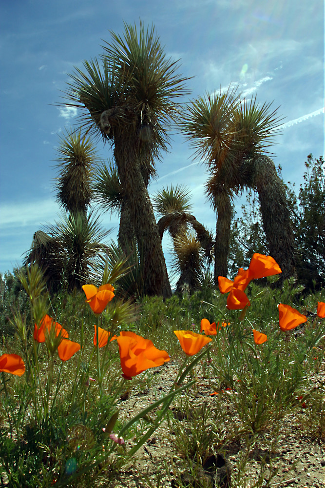 Joshua Dancing Photography Art | Art Beyond Control