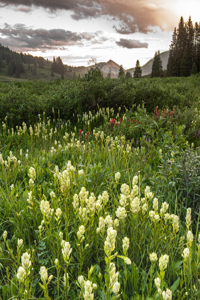 Wildfloer Blume Crested Butte