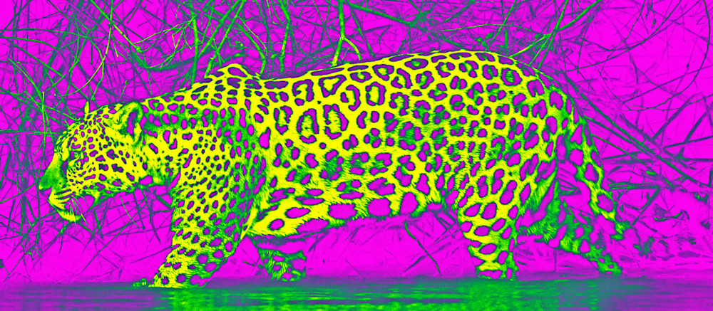 Purple And Yellow Jag Art | Kenda Francis Art & Photography