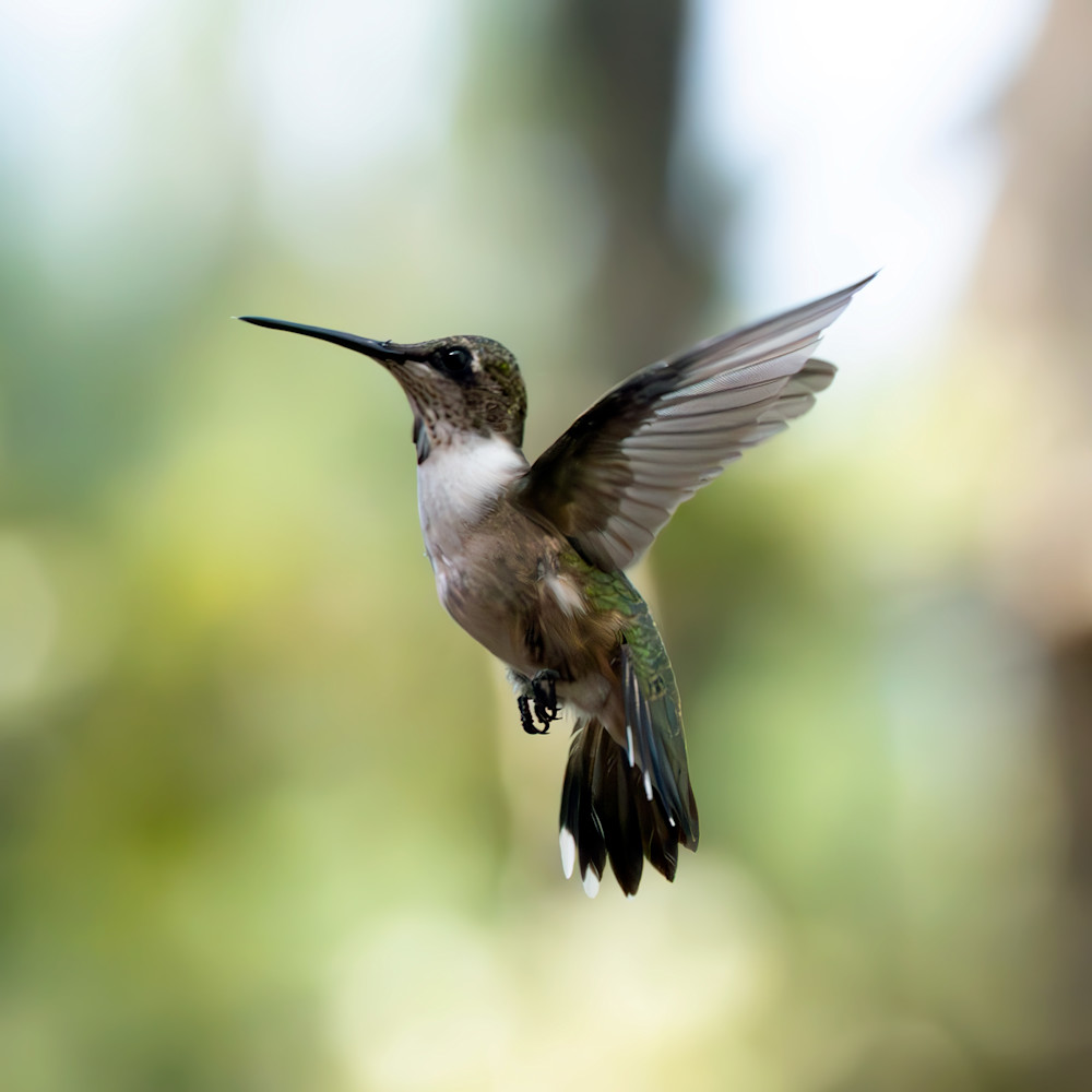 Hummingbird Photography Art | Playful Gallery by Rob Harrison