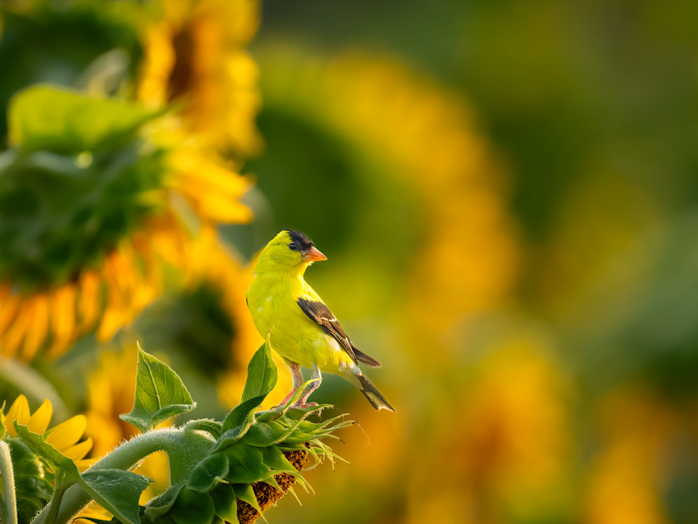 Sea Of Sunflowers  Photography Art | Jennifer Hadley Photography