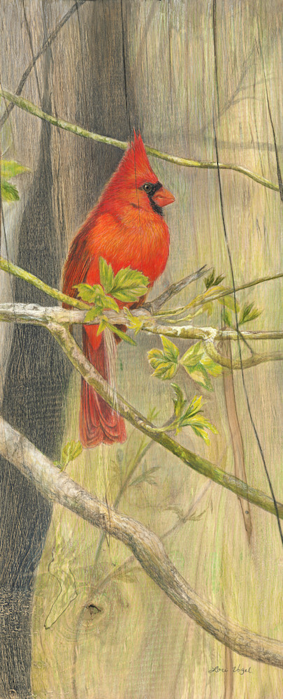 Cardinal Art | Lori Vogel Studio