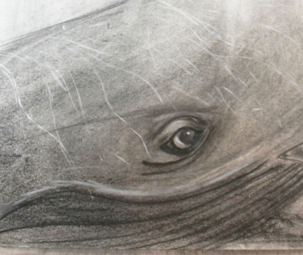 Whale Sketch Copy Xxl Art | Ruthie Briggs Greenberg