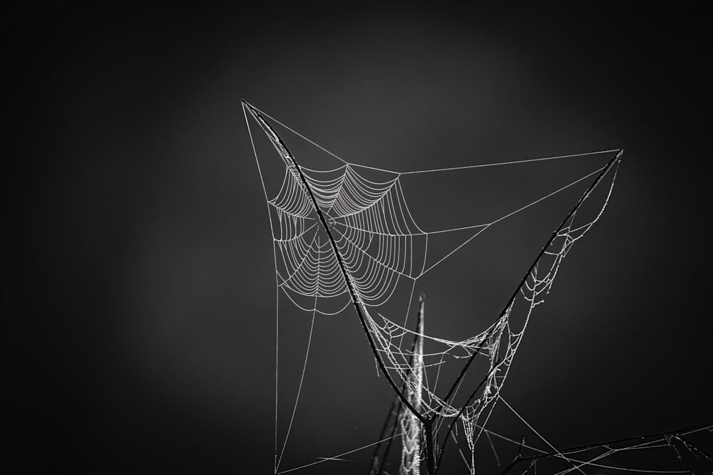 B&W Spider Webs Viii Photography Art | Nerd Network Inc