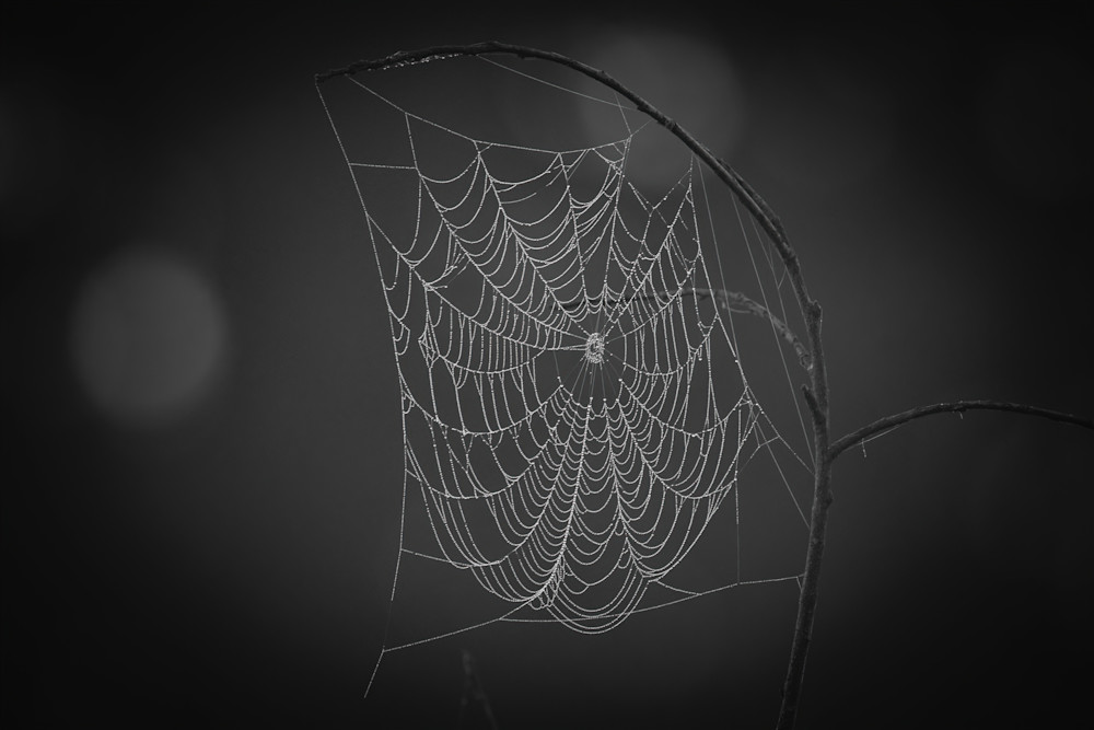  B&W Spider Webs V Photography Art | Nerd Network Inc
