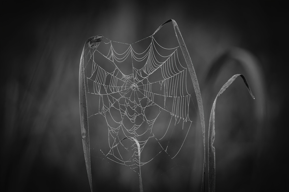 B&W Spider Webs Vi Photography Art | Nerd Network Inc