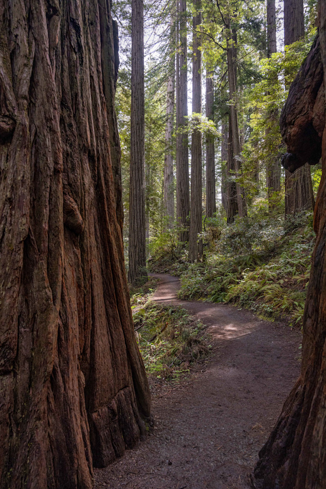 Redwood Grove, California Coast | Seascape Photography | Tim Truby
