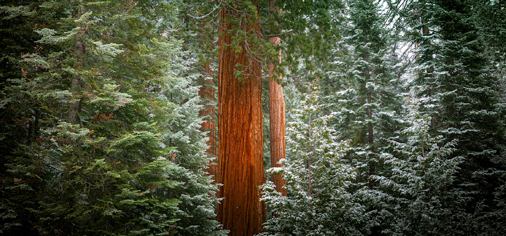 The Blood In My Veins Photography Art | Joshua Smith Photo