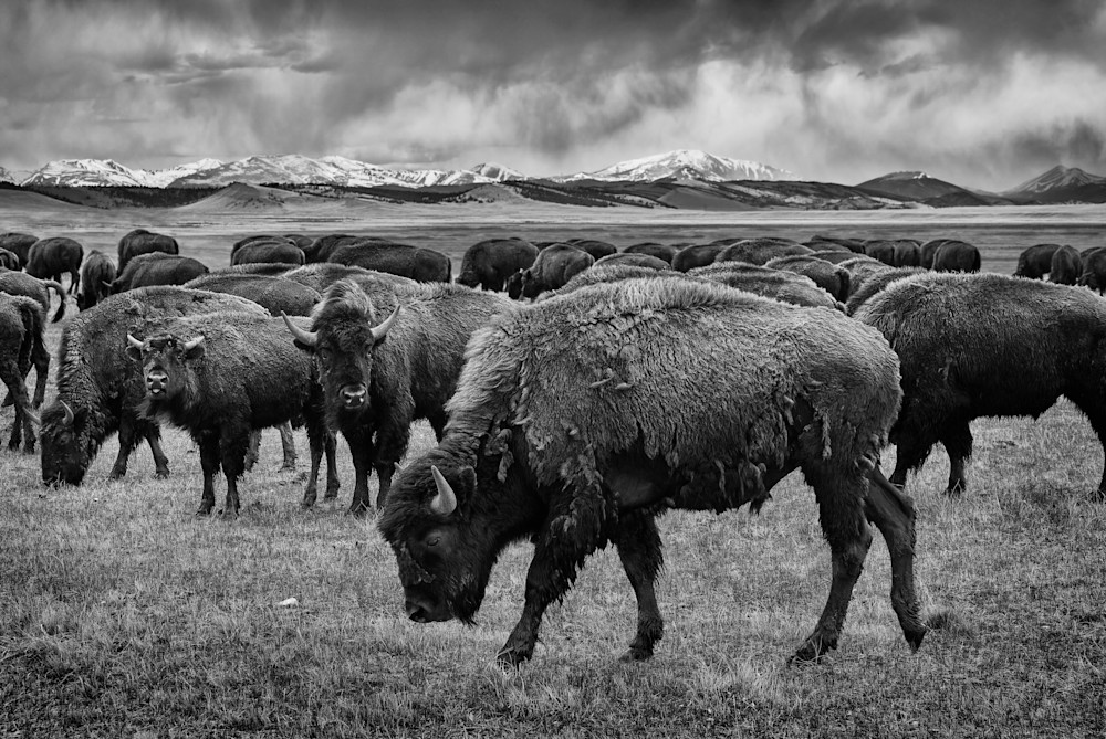 John E. Kelly Fine Art Photography – Bison on the Plains - Wild Things