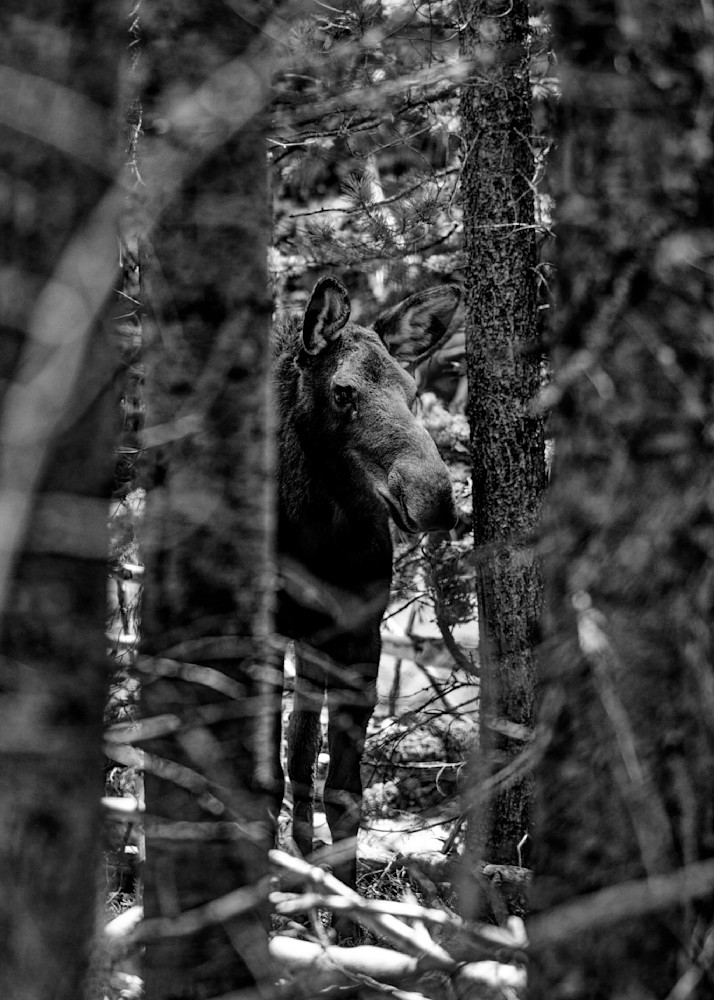 John E. Kelly Fine Art Photography – Moose in Woods - Wild Things