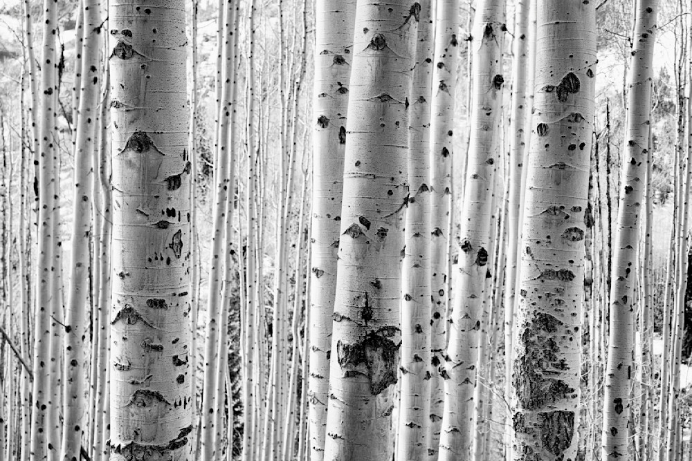 John E. Kelly Fine Art Photography – Aspen - Land and Sky