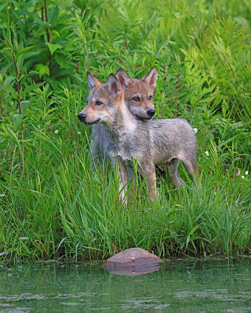 Wolf Pups Pair Looking Opposite Directions 5339 Photography Art | Christina Rudman Photography