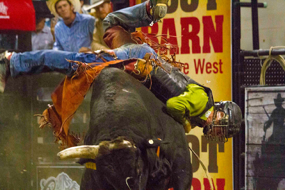 Heading south on a north bound freight; this bull riding cowboy doesn't have a chance at the Nile Rodeo, Montana, 2014.