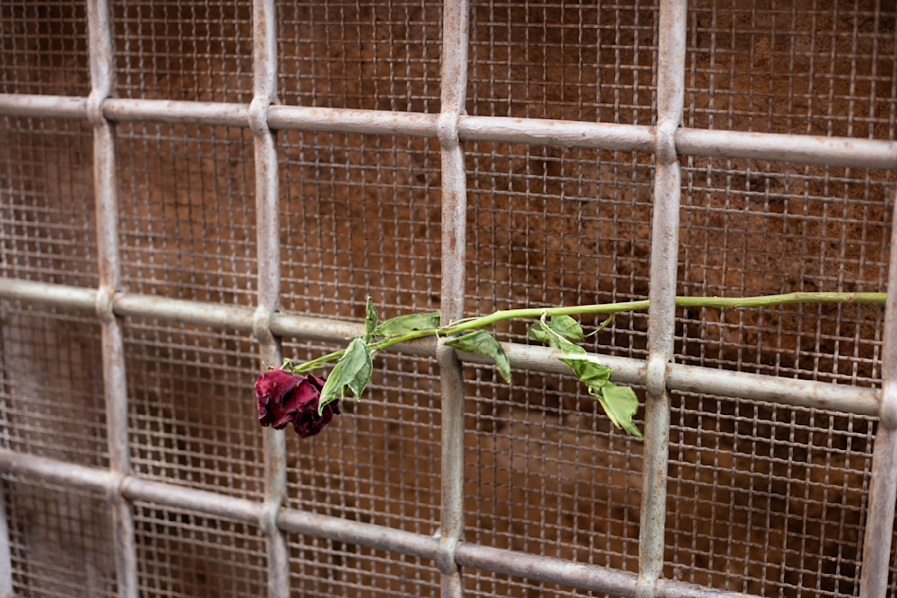 "The Rose”  (Trastevere, Rome, Italy) Photography Art | Jim Storm Photography