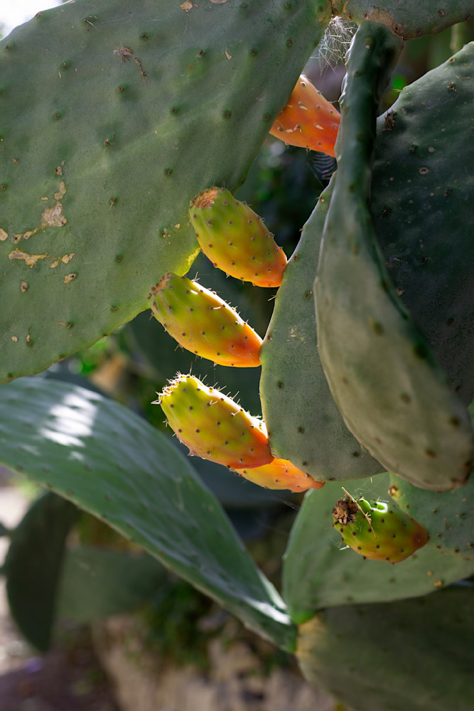 "Cactus Flowers” (Modica, Sicily) Photography Art | Jim Storm Photography