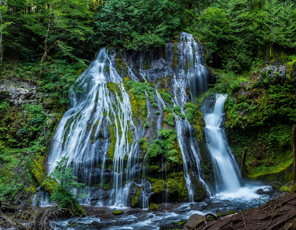 Beware The Panther Photography Art | Majestic Mountain Photos