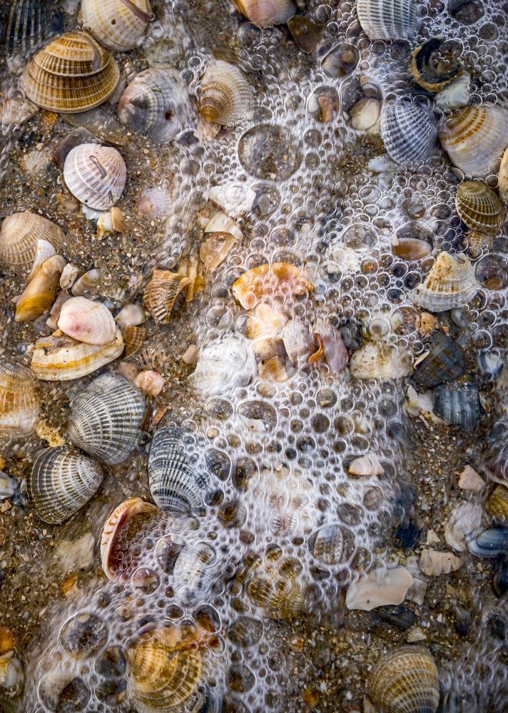 Bubbles And Shells Photography Art | OMS Photo Art Store
