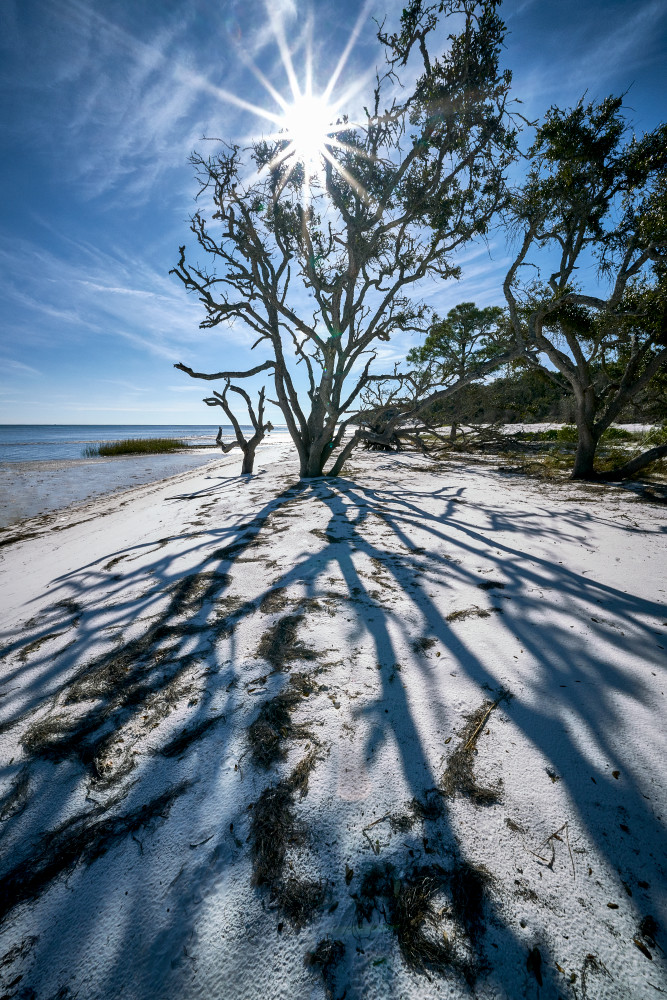 Beach Trees And Sun Photography Art | OMS Photo Art Store