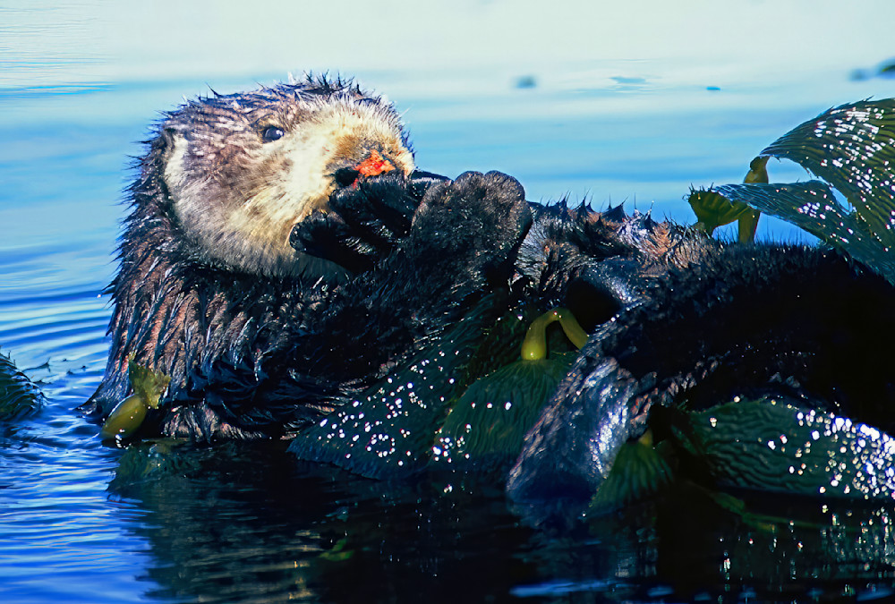 Sea Otter Wrapped In Kelp California 4040 Photography Art | Christina Rudman Photography