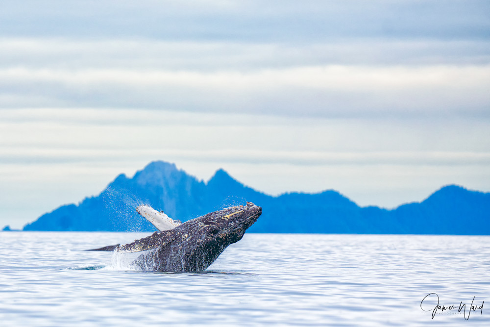 Breaching Humpback Photography Art | James Ward Nature Photography