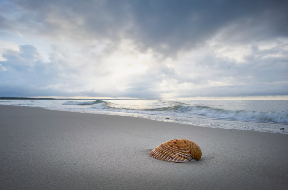 Morning Shell 2 Photography Art | OMS Photo Art Store